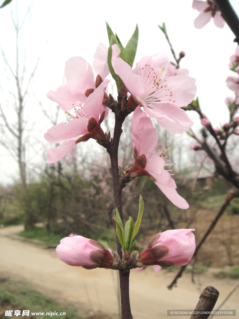 桃花