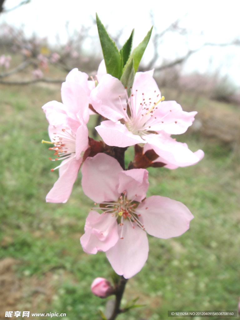 桃花