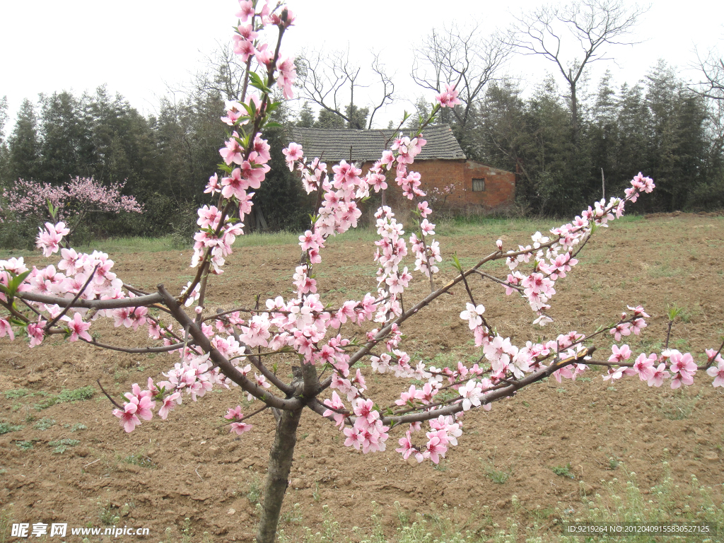 桃花