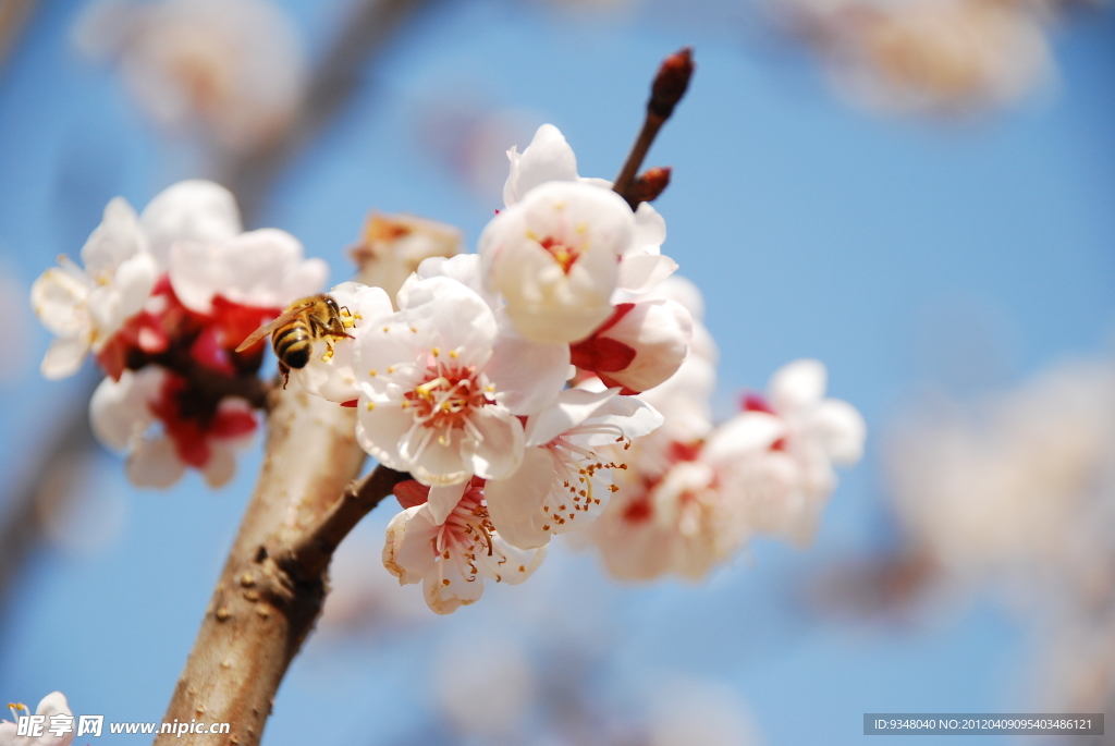 梅花