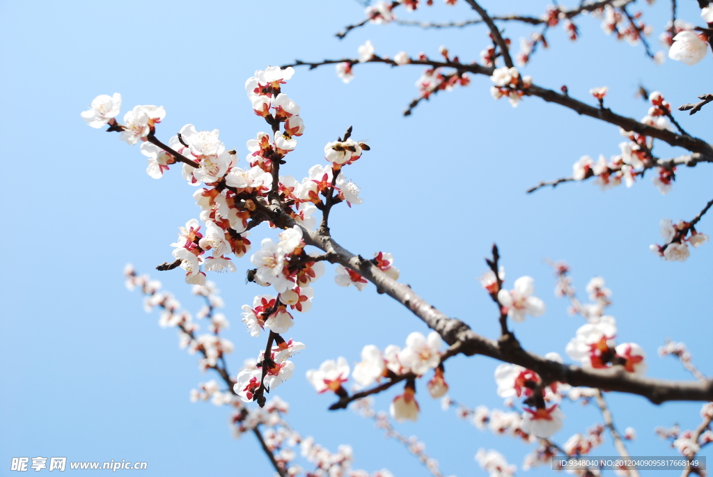 梅花