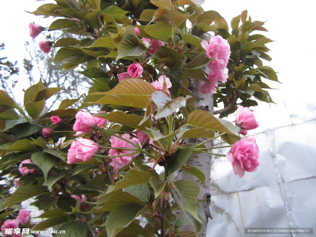 樱花