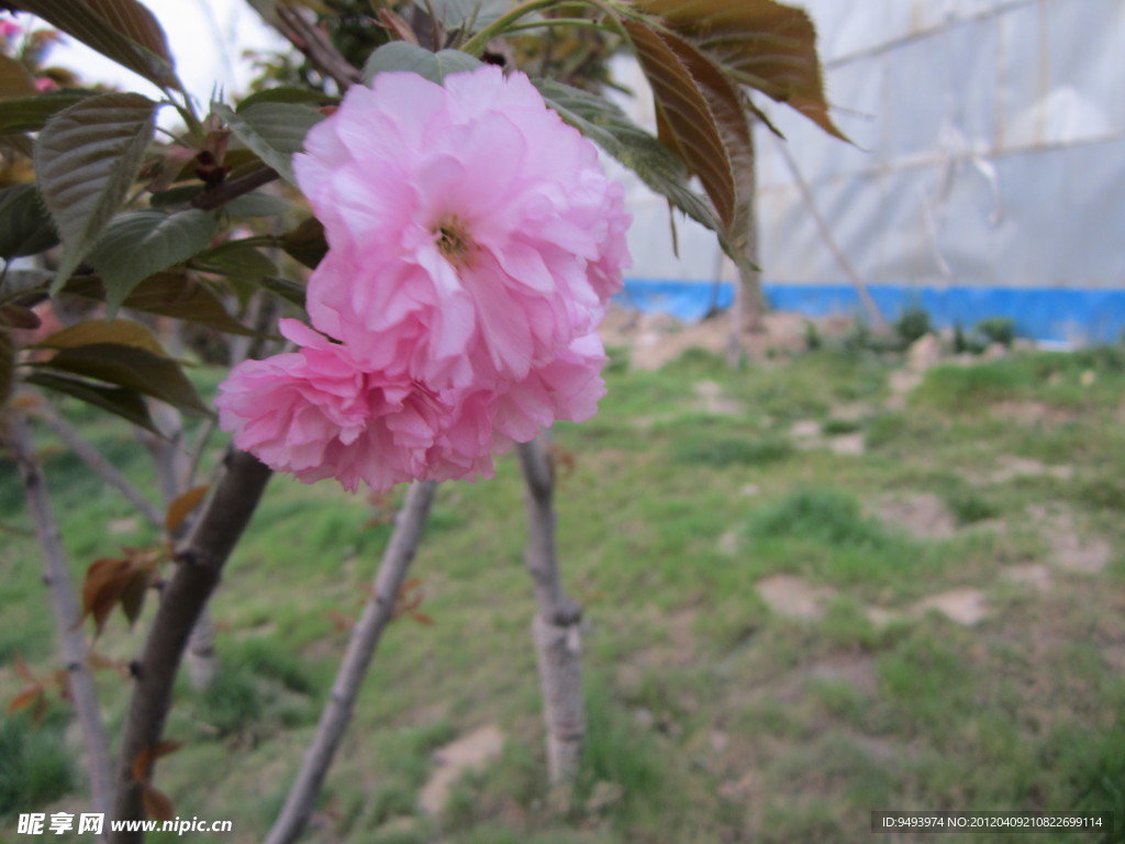 樱花