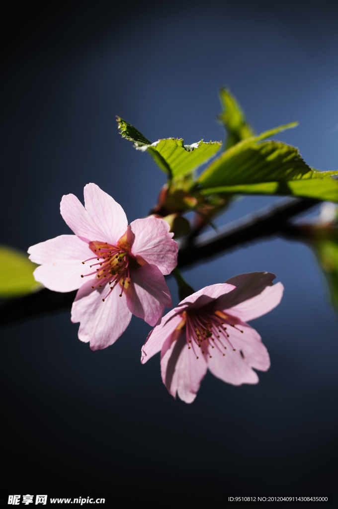 樱花