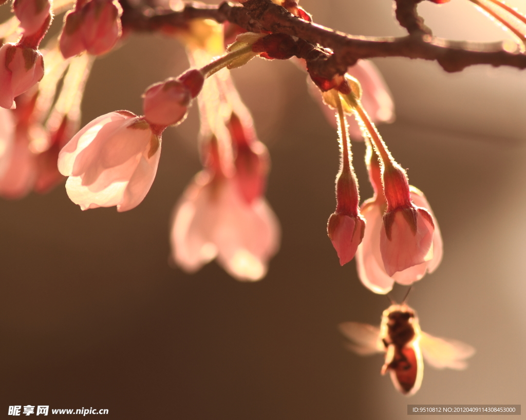 樱花