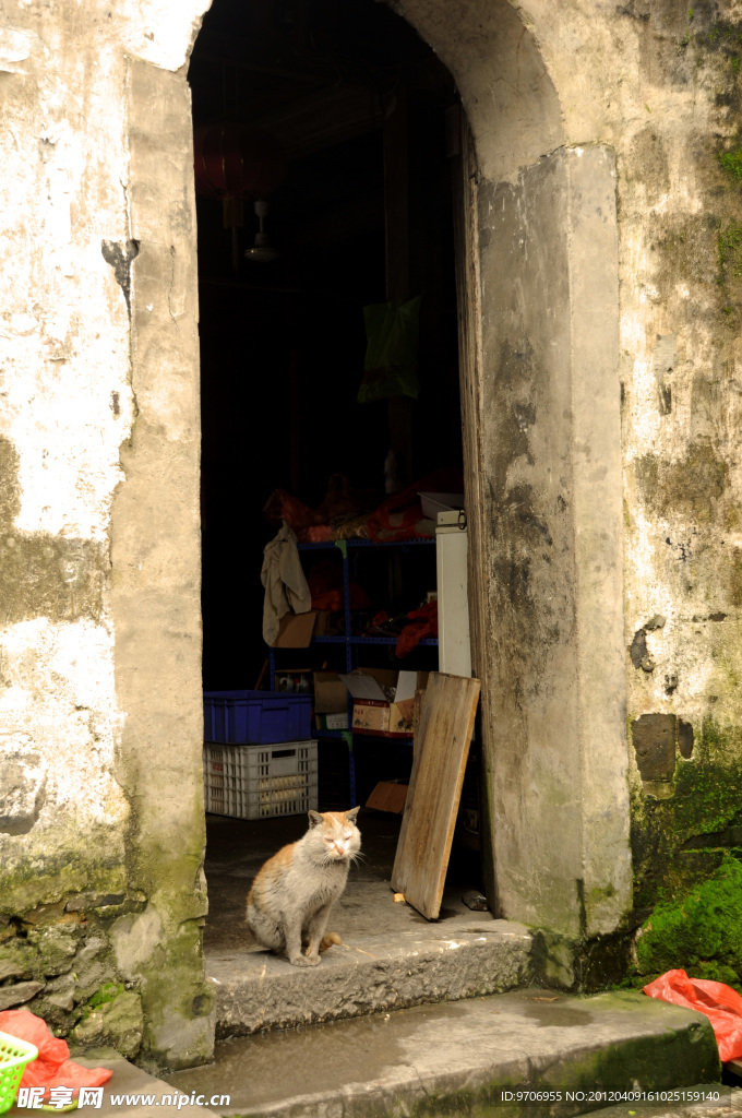 婺源小猫