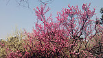 花海 桃花