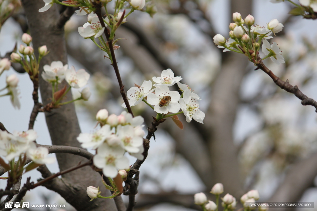 蜜蜂采梨