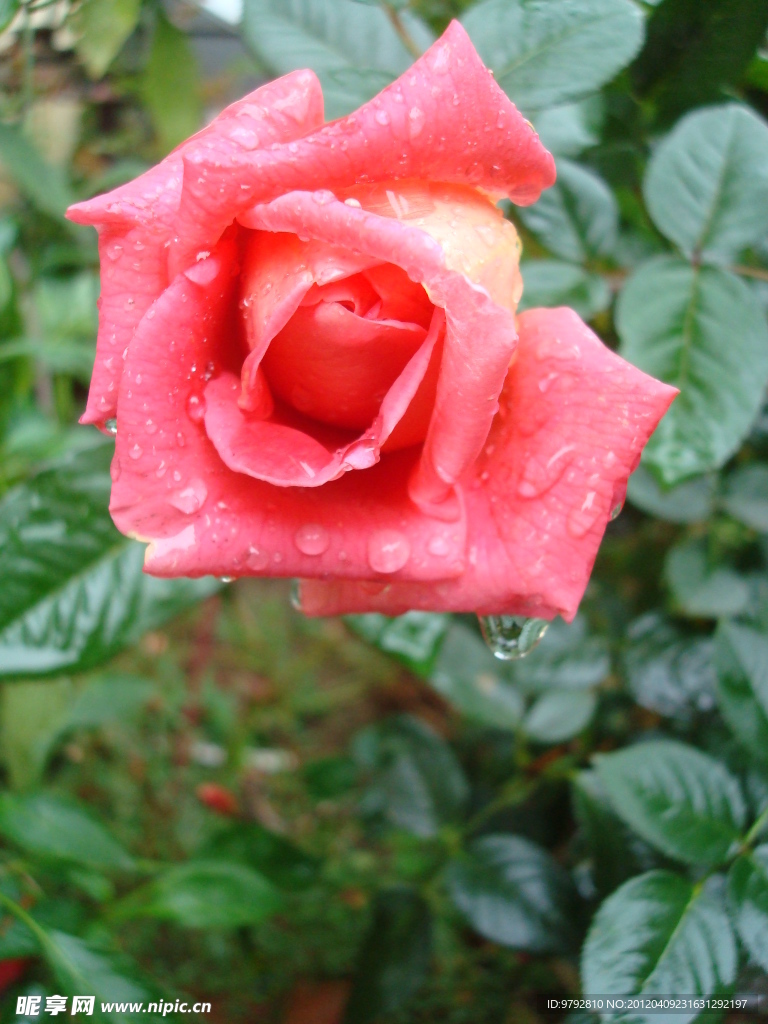 月季花