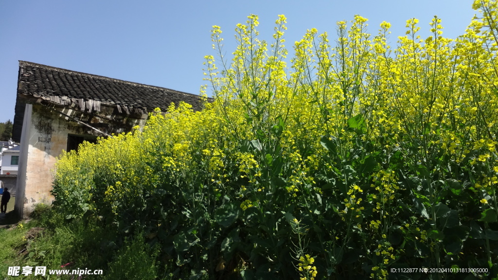 油菜花
