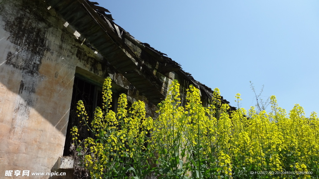 油菜花