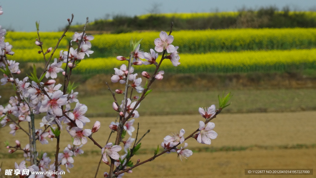 桃花（非高清）