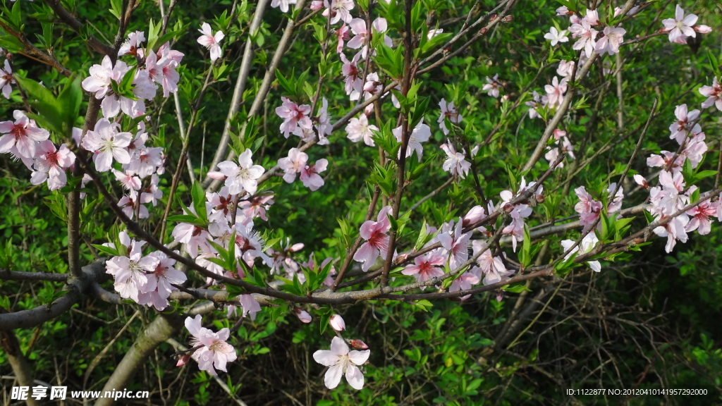 桃花（非高清）