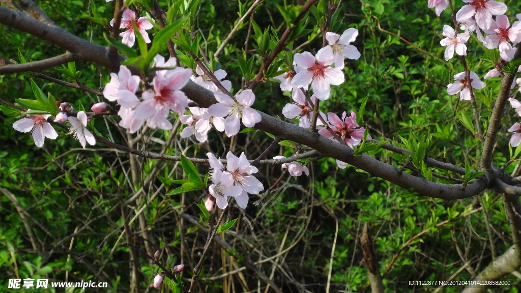 桃花（非高清）