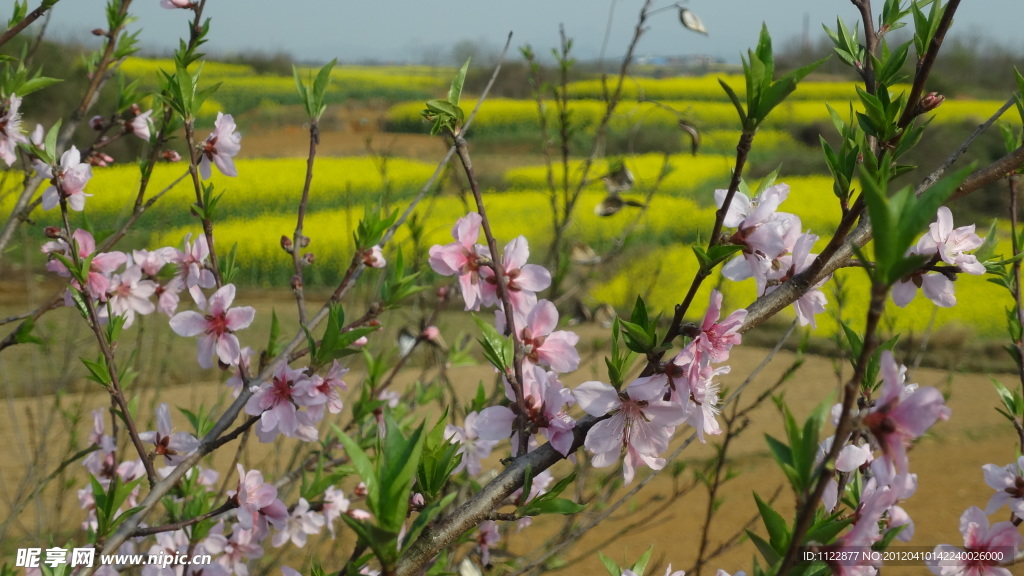 桃花（非高清）