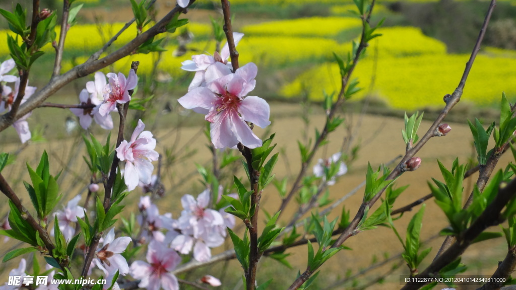 桃花（非高清）