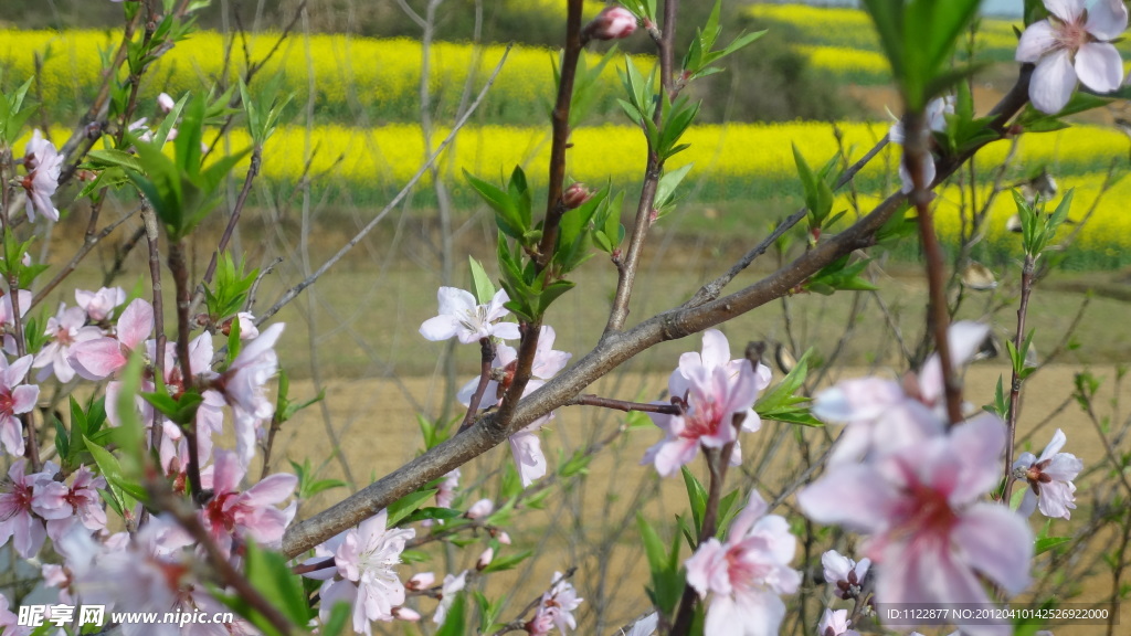 桃花（非高清）