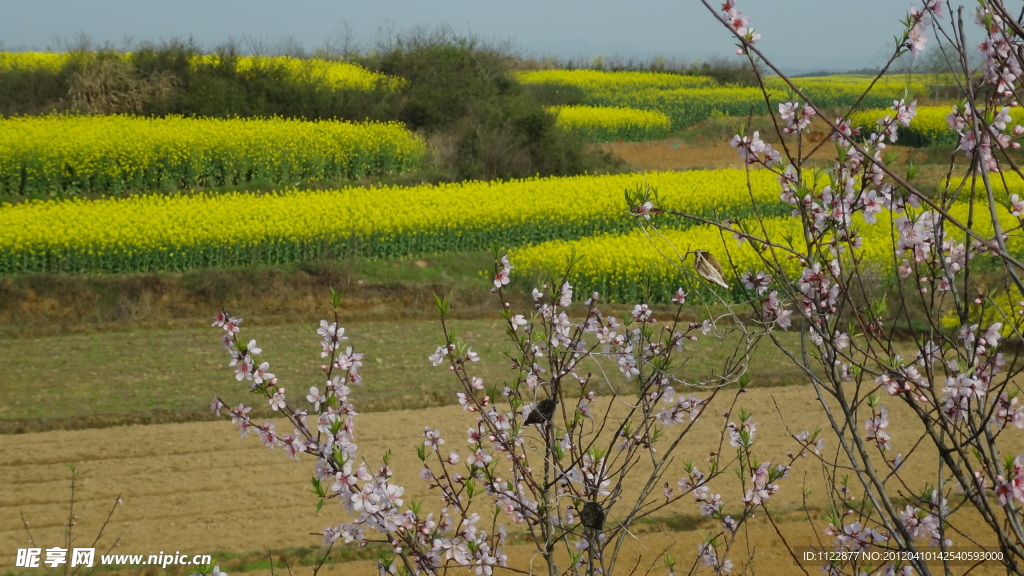 桃花（非高清）