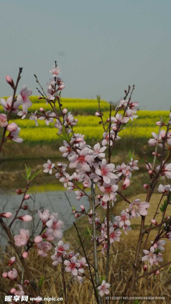 桃花（非高清）