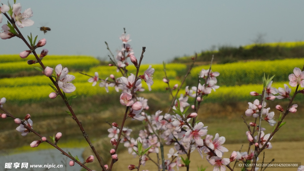 桃花（非高清）