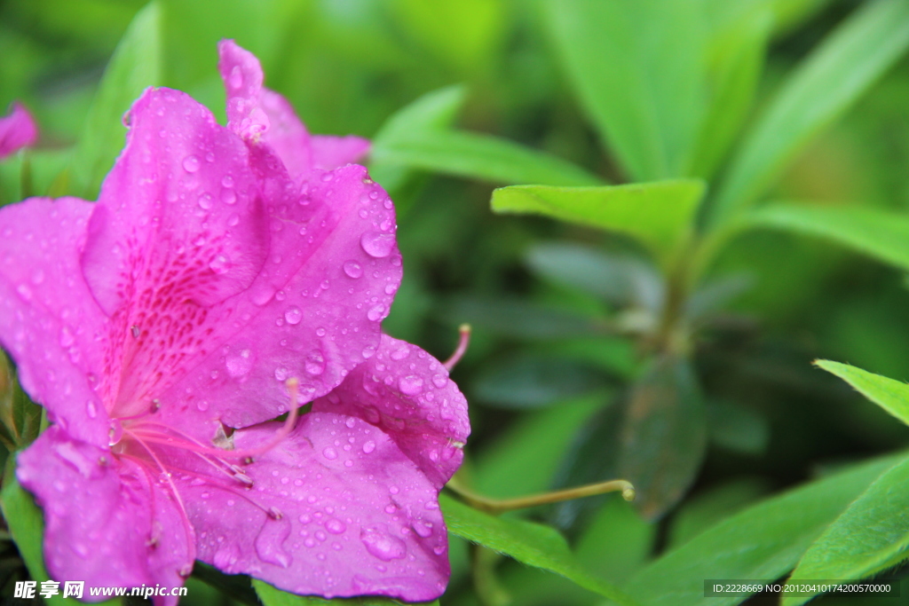 杜鹃花