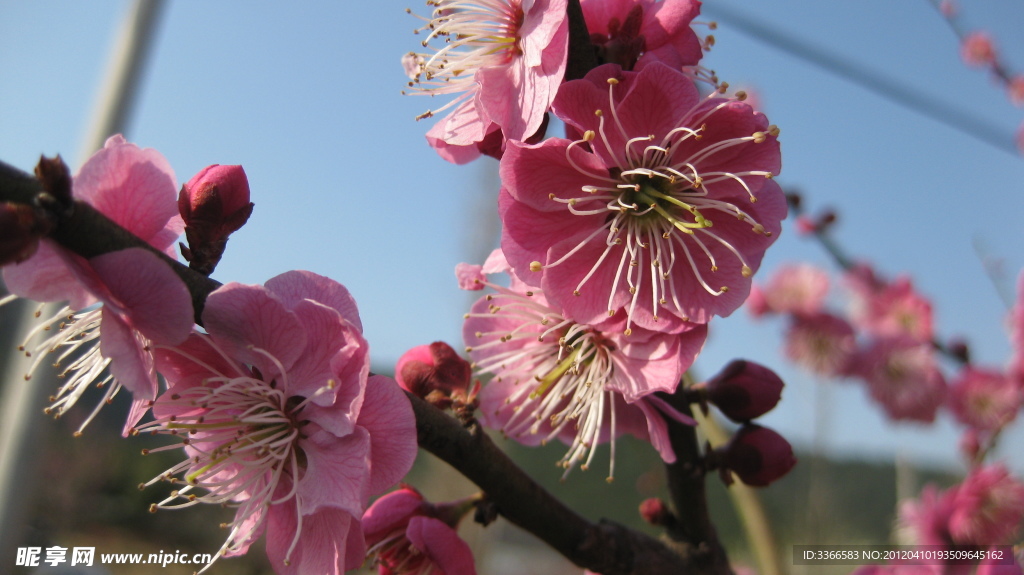 梅花