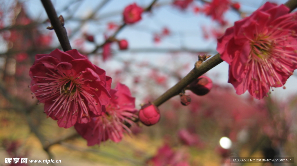 梅花