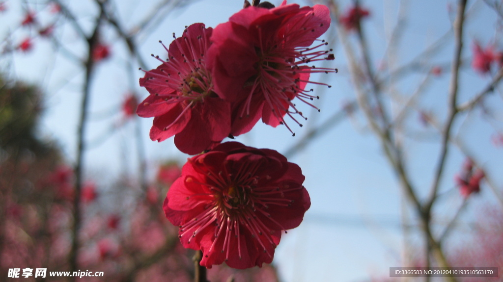梅花