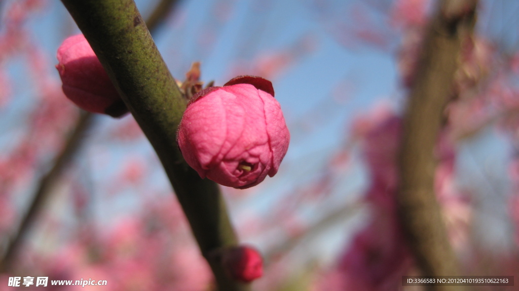 梅花