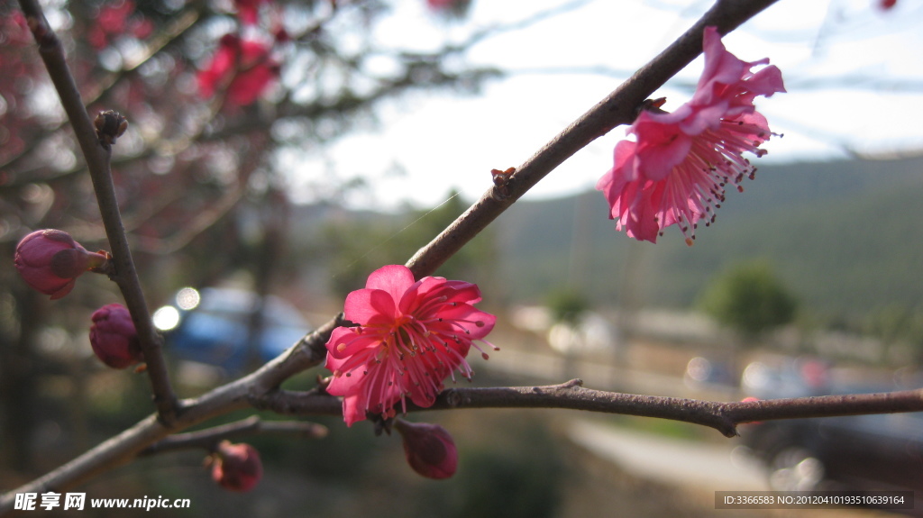 梅花