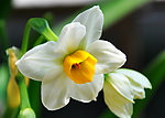 水仙花
