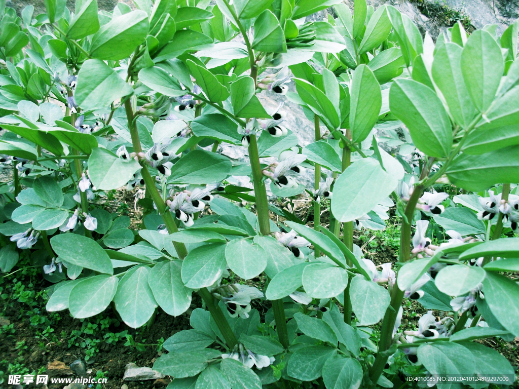 豌豆花