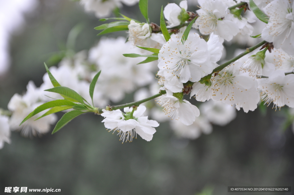 白桃花