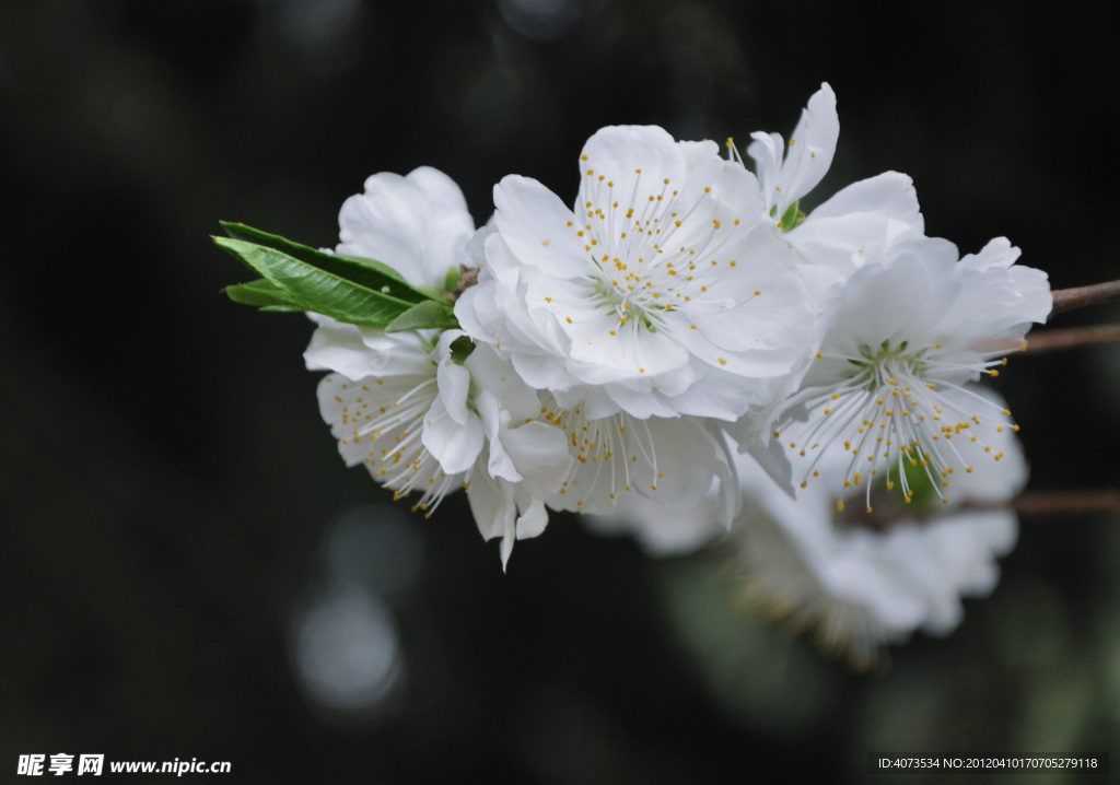 花开如雪