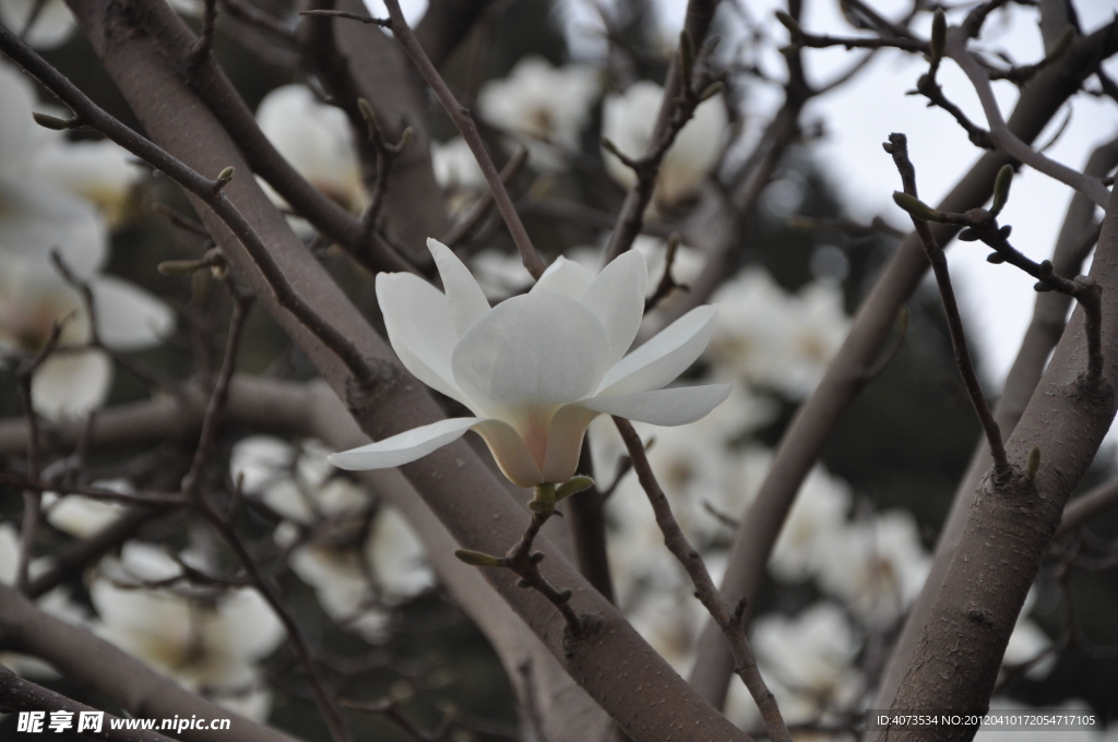 白玉兰花