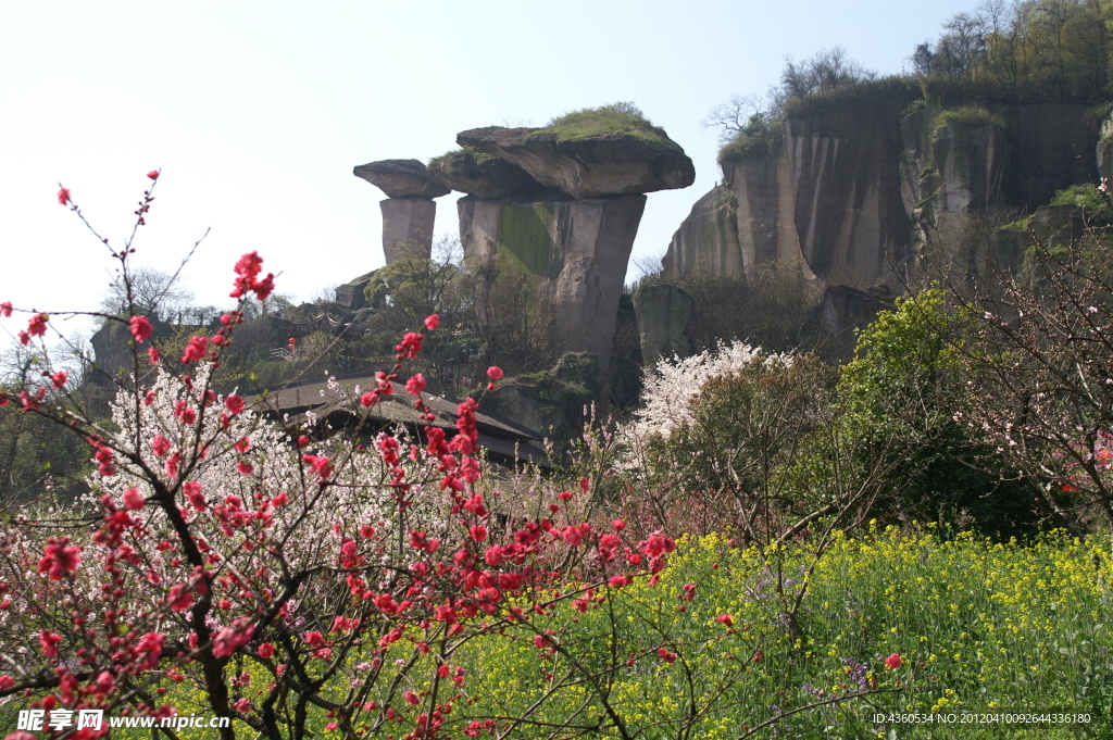 吼山 桃花节