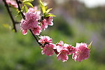 吼山 桃花节