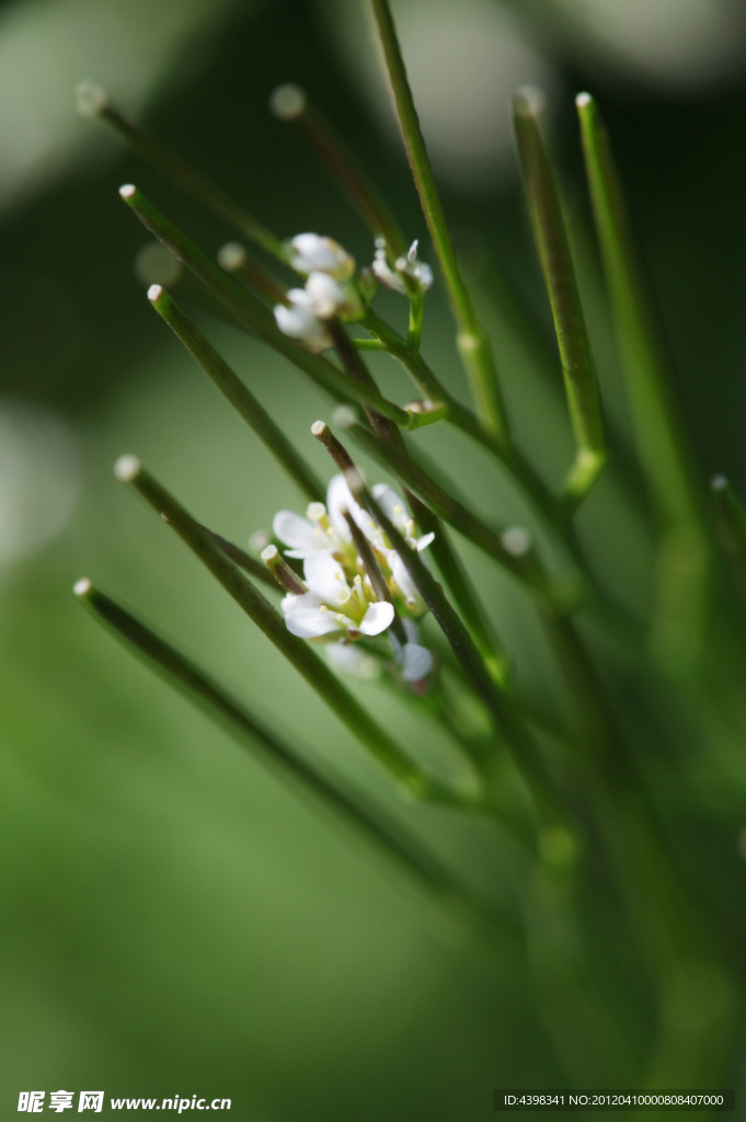 白色小花