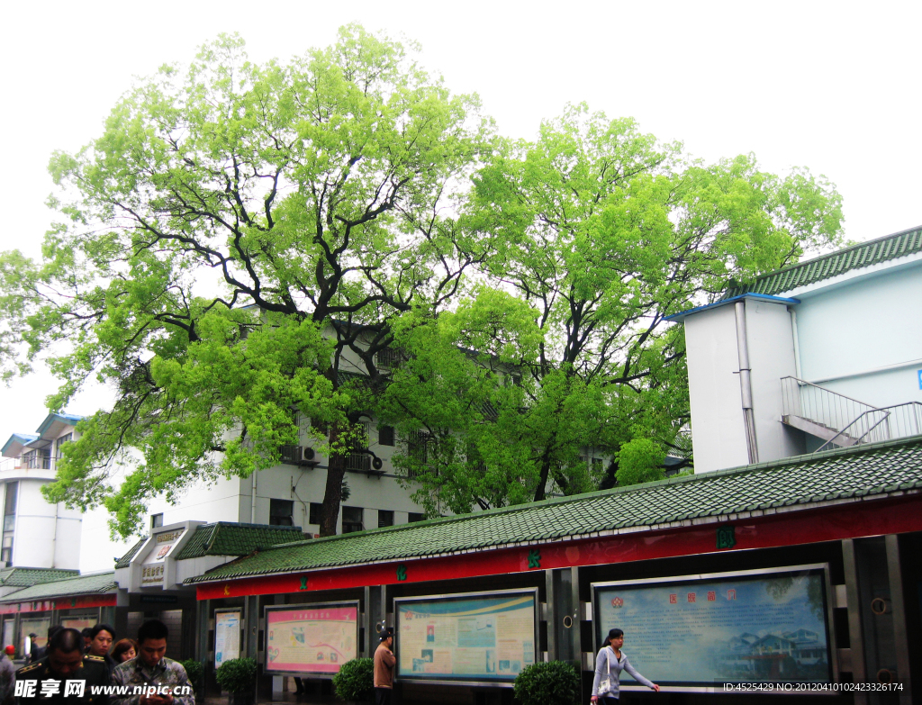 绿树