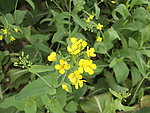 油菜花