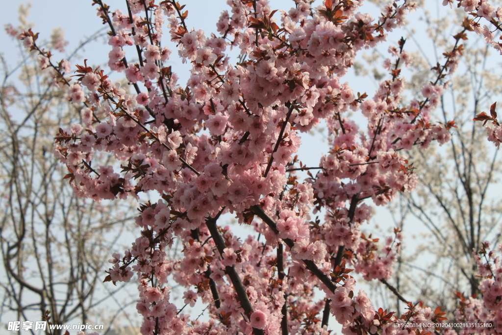 梅花