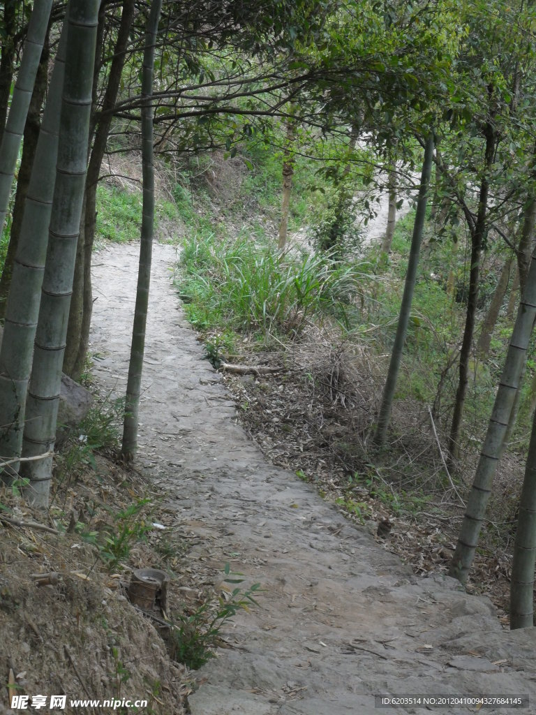 林间小道