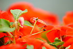 花卉