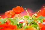 花卉