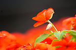 花卉