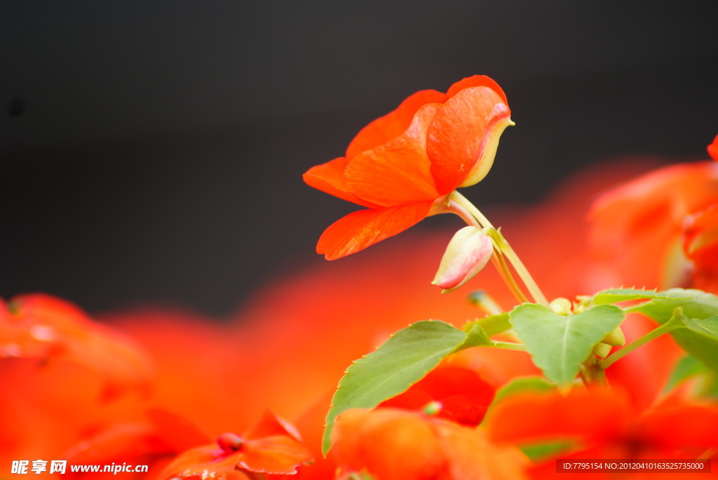 花卉