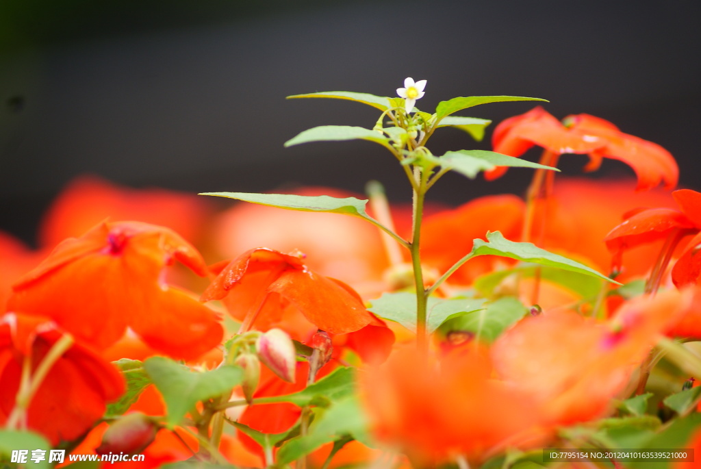 花卉