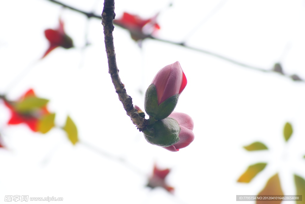 木棉花