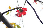 花卉