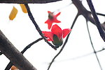 木棉花